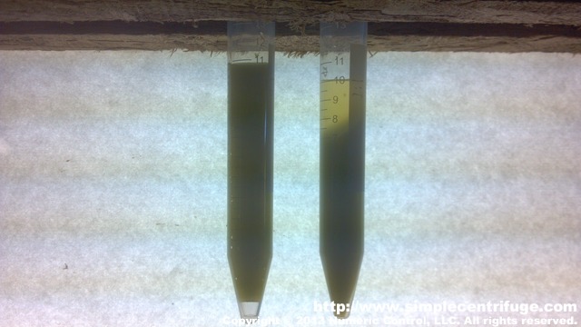 Control on the left. Centrifuged for 1 minute on the right. Concentration is 1:8.